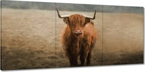 Vászonkép 150x70 Skót tehén szarvasmarha