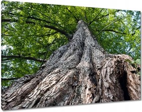 Vászonkép 100x70 Fa Fák Kilátás