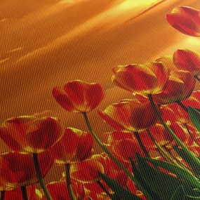 Kép egy virágzó mező tulipánokkal (órával) (90x30 cm)