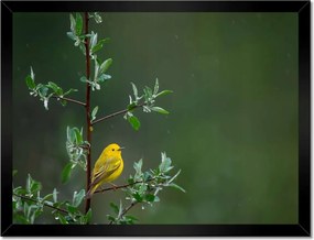 Poszterek keretben 40x30 Madarak