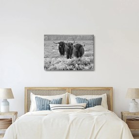 Kép - Skót tehenek (70x50 cm)