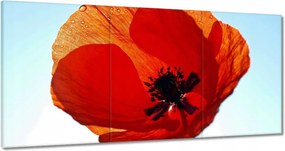 Képek 180x90 Mak Mak és Virágok