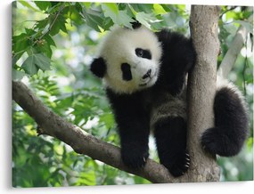 Kép - Panda a fán (70x50 cm)