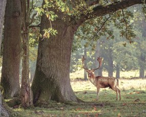 Poszter 50x40cm Szarvas az erdőben 3, Assaf Frank