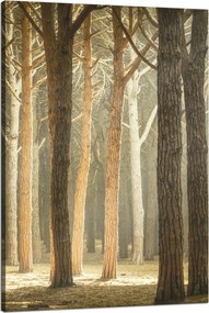 Vászonkép Fák Fény Természet Erdő 80x120 cm Ideális ajándék