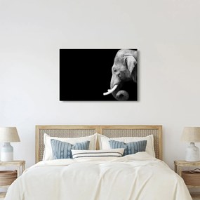 Kép - Elefánt (90x60 cm)