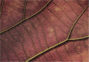 Stílusos Dekoratív fotótapéta Flizelin Leveles textúra 312x219