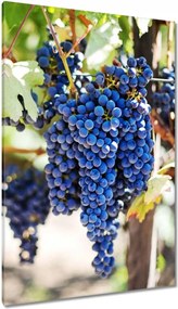 Vászonkép 80x120 Bor Szőlő Szőlőbirtok
