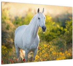 Egy fehér ló képe a réten (70x50 cm)
