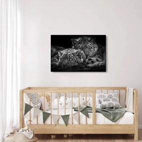 Kép - Pihenő gepárdok (90x60 cm)