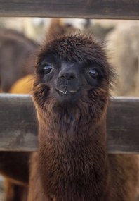 Poszter 68x98cm Alpaka, Assaf Frank