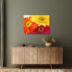 Üveg kép - Virágok Gerbery (70x50 cm)