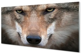 Üvegképek farkas szemet 125x50 cm