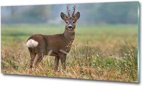 Fotó-kép fotó edzett üveg Sarna 125x50