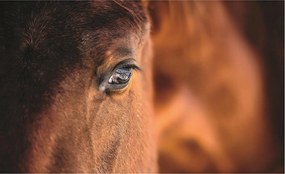 Flizelin fotótapéta Ló tekintet Makro természet tekintet 254x184 +ragasztó