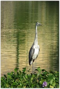 Poszterek 80x120 Kalapos madár Tájkép Kilátás