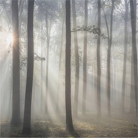 Flizelin tapéta falra Prémium éteri erdő 250x250 Ragasztó