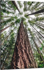 Vászonkép Fák Ég Természet Művészet 50x80 cm