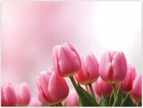 Poszterek 40x30 Rózsaszín tulipánok