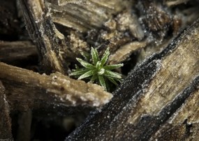 Poszter 42x29,7cm Natúr fa kéreg, Assaf Frank