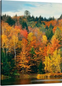 Vászonkép Színes Levelek Fák Ősz Természet 50x70 cm