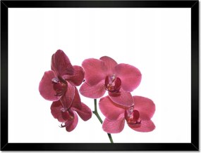 Poszterek keretben 40x30 Szenvedélyem Orchidea Virág
