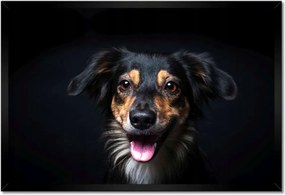 Poszterek keretben 60x40 Border Collie portré