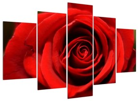 Rózsa virág részletes képe (150x105 cm)