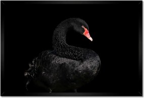 Poszter keretben 60x40 Fekete hattyú Ausztrália