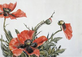 Flizelin tapéta falra Prémium piros pipacs 208x146 Ragasztó