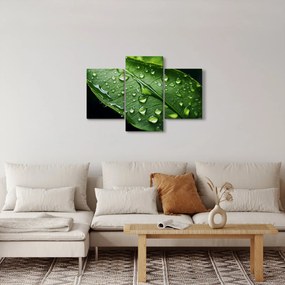 Kép - Levél eső után (90x60 cm)