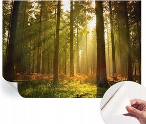 Öntapadós Dekoratív Fotótapéta Hálószobába Erdei reggel 208x146 cm