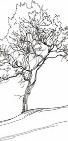 Poszter 30,5x91,5cm Fa vázlatban