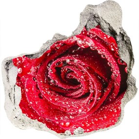 3d lyuk fal dekoráció Vízcseppek egy rózsa nd-p-83790041