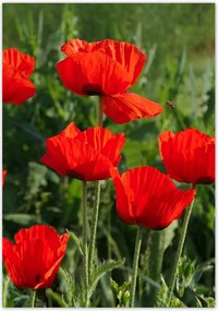 Poszterek 70x100 Pipacs Virágok