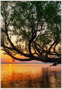 Poszterek 70x100 Fa Levelek Tó