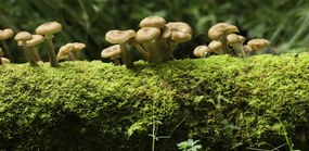 Poszter 91,3x44,5cm Gomba, Assaf Frank