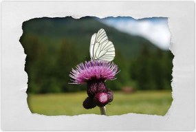 Poszterek 90x60 Fehér káposzta