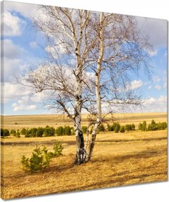 Vászonkép 50x50 Nyírfa a mezőn Tájkép