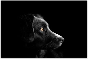 Poszterek 120x80 Négylábú barát