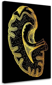 Gario Vászonkép Arany anatómia, vese - Gab Fernando Méret: 40 x 60 cm