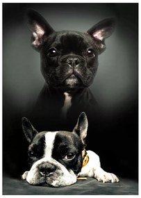 Kutyás Bulldog polár takaró 100x140cm
