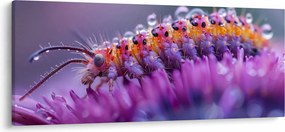 Kép - Caterpillar (120x50 cm)