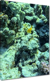 Vászonkép 50x70 Víz alatti világ a zátonyon