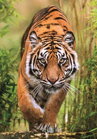 Tigris Hunter's Path 1000 db-os Compact puzzle Clementoni