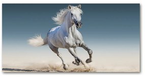 Akrilkép Fehér ló galopp oah-95257889