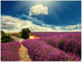 Poszterek 40x30 Levendulamező