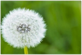 Poszterek 120x80 Pitypang Virág Virágok