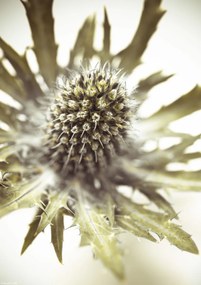 Poszter 21x29,7cm Közelkép bogáncsvirághoz, Assaf Frank