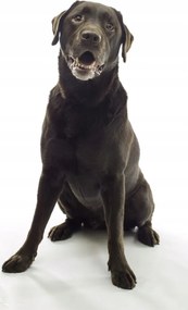 Poszter 50x100cm Barna labrador, fehér alapon, Assaf Frank